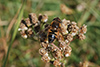 Eristalis tenax